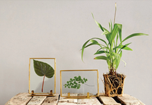 Load image into Gallery viewer, Brass + Glass Photo Frame, 2 Styles
